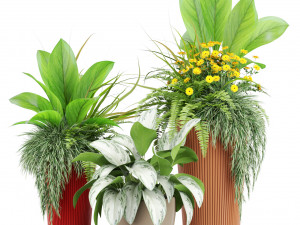 Plants collection 436 3D मॉडल