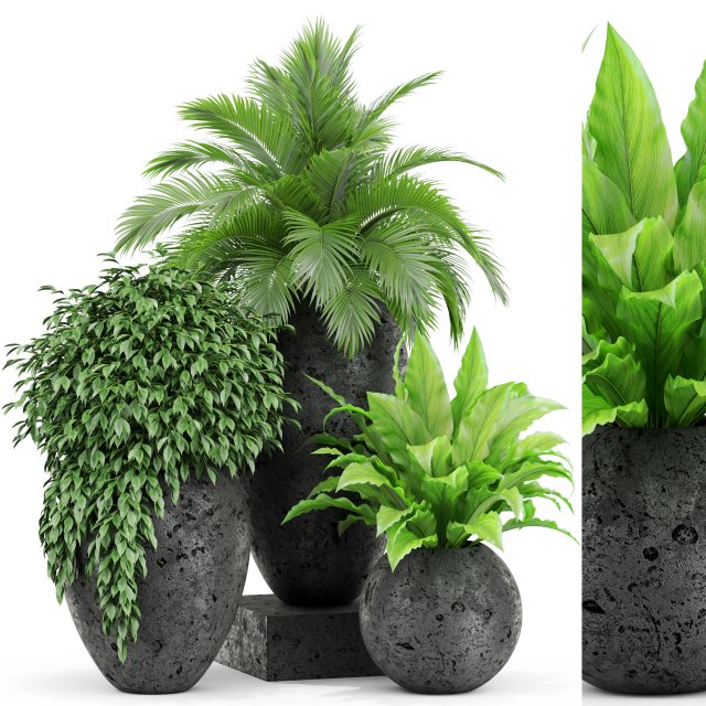 Plants collection 437 3D Модель .c4d .max .obj .3ds .fbx .stl .blend 