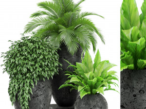 Plants collection 437 3D Модель