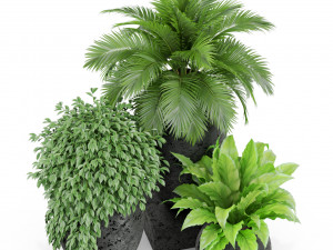 Plants collection 437 3D Модель