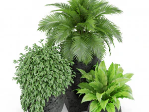 Plants collection 437 3D Model