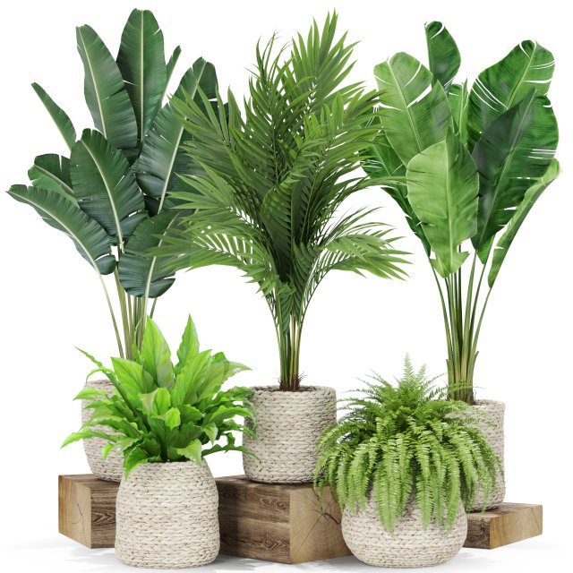 Plants collection 438 3D Модель .c4d .max .obj .3ds .fbx .stl .blend 