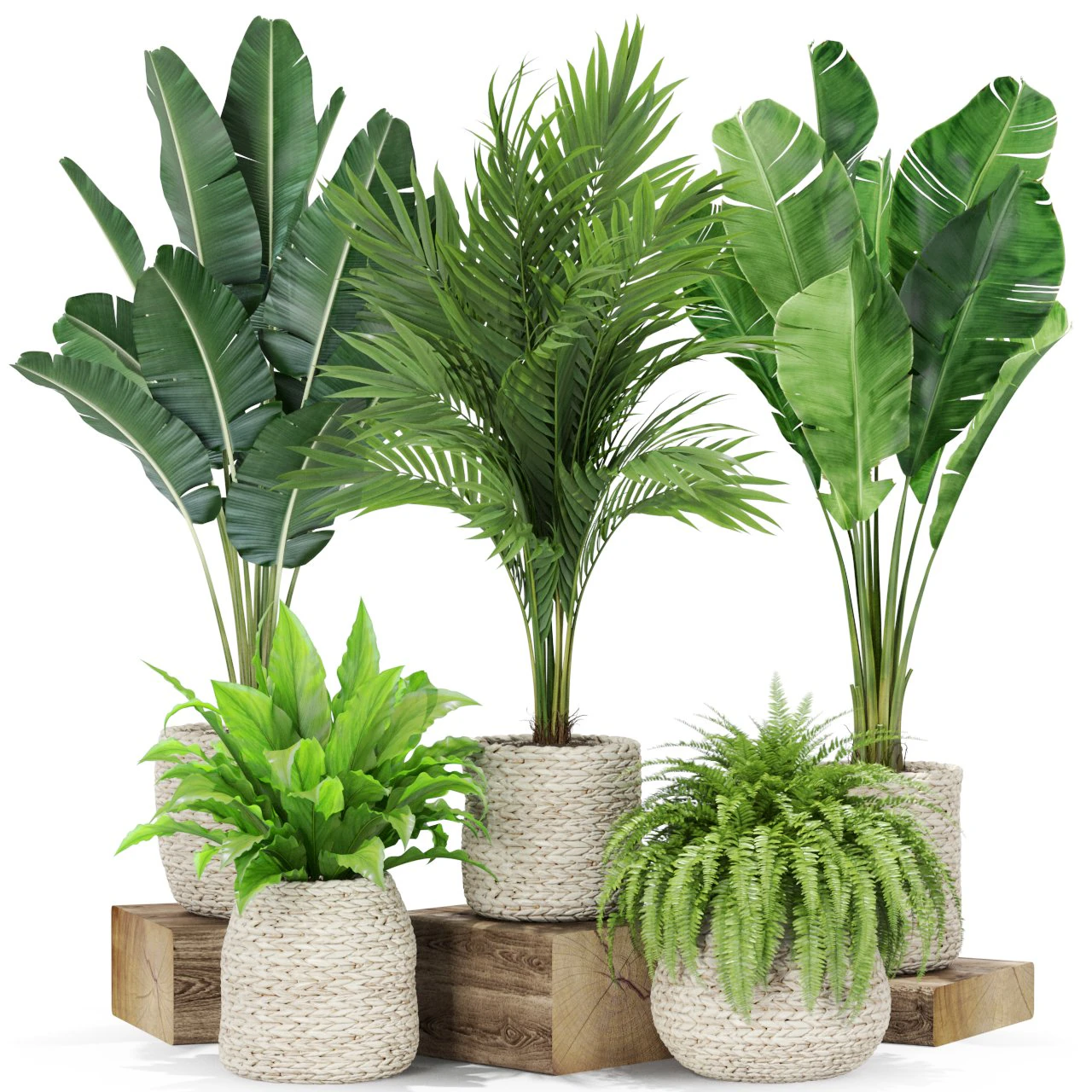 Plants collection 438 3D Model .c4d .max .obj .3ds .fbx .stl .blend 