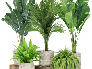 Colecci&oacute;n de plantas 438 Modelo 3D