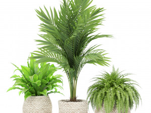 Plants collection 438 3D Модель