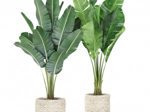 Plants collection 438 3D Модель