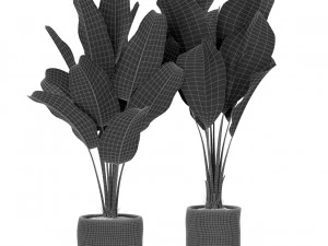 Plants collection 438 3D Model