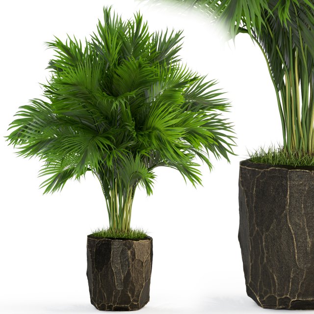 Plants collection 439 3D मॉडल .c4d .max .obj .3ds .fbx .stl .blend 