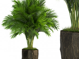 Plants collection 439 Modèle 3D