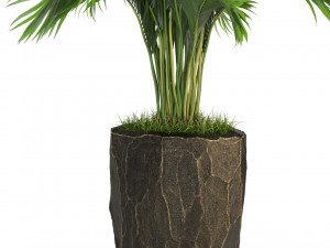 Plants collection 439 3D मॉडल
