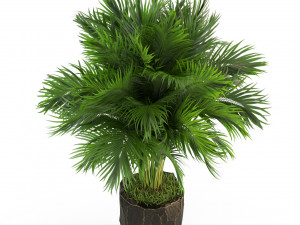 Plants collection 439 3D मॉडल
