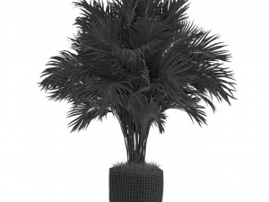 Plants collection 439 3D मॉडल