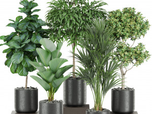 Plants collection 440 3D मॉडल
