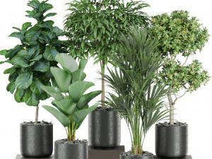 पौधों का संग्रह 440 3D मॉडल