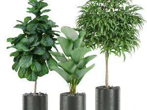 Plants collection 440 3D Model