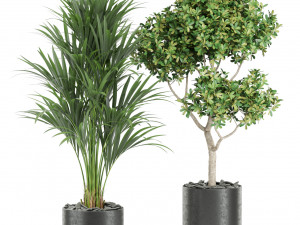 Plants collection 440 3Dモデル