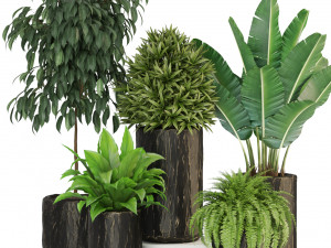 Plants collection 441 3D Model