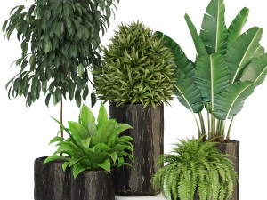 पौधों का संग्रह 441 3D मॉडल