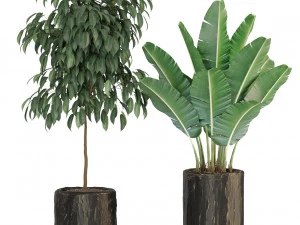 Plants collection 441 3D Model