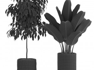 Plants collection 441 Model 3D