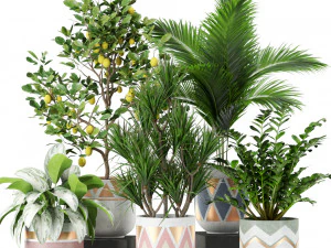 Коллекция растений 442 3D Модель