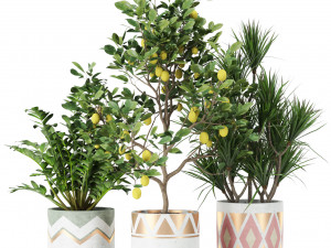 Plants collection 442 3Dモデル