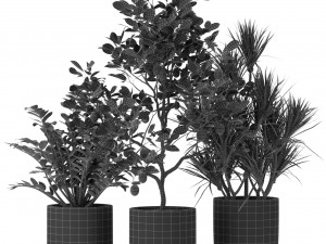 Plants collection 442 3Dモデル