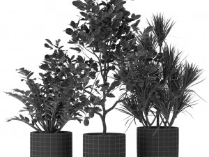 Plants collection 442 3D Model