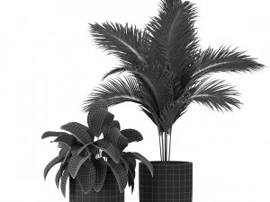 Plants collection 442 3D Model