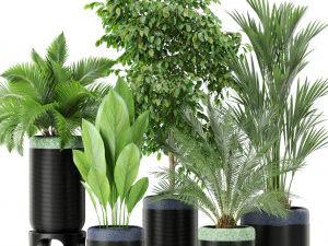 Коллекция растений 443 3D Модель