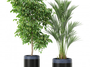 Plants collection 443 Modelo 3D