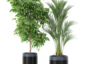 Plants collection 443 3D Model