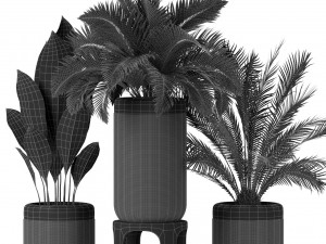 Plants collection 443 Modelo 3D