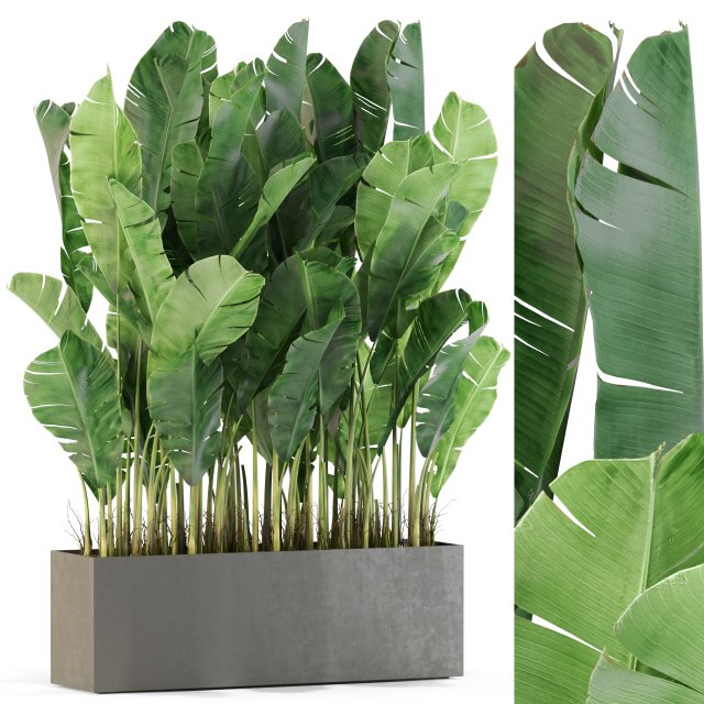 Plants collection 444 3D Model .c4d .max .obj .3ds .fbx .stl .blend 