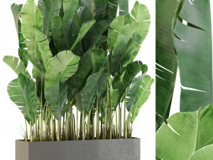 Plants collection 444 3D 模型