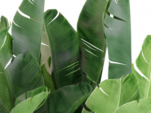 Plants collection 444 3D Model