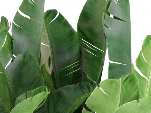 Plants collection 444 3D Model