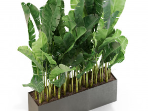 Plants collection 444 3D Model