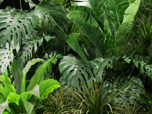 Plants collection 445 Modèle 3D