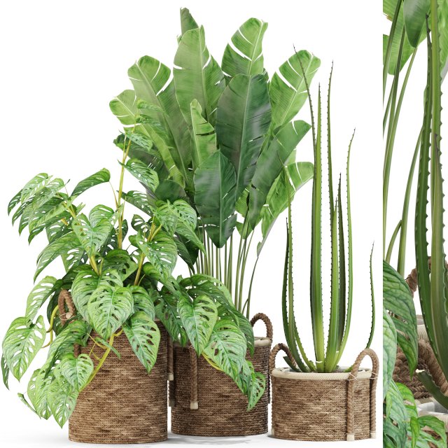 Plants collection 446 Modello 3D .c4d .max .obj .3ds .fbx .stl .blend 