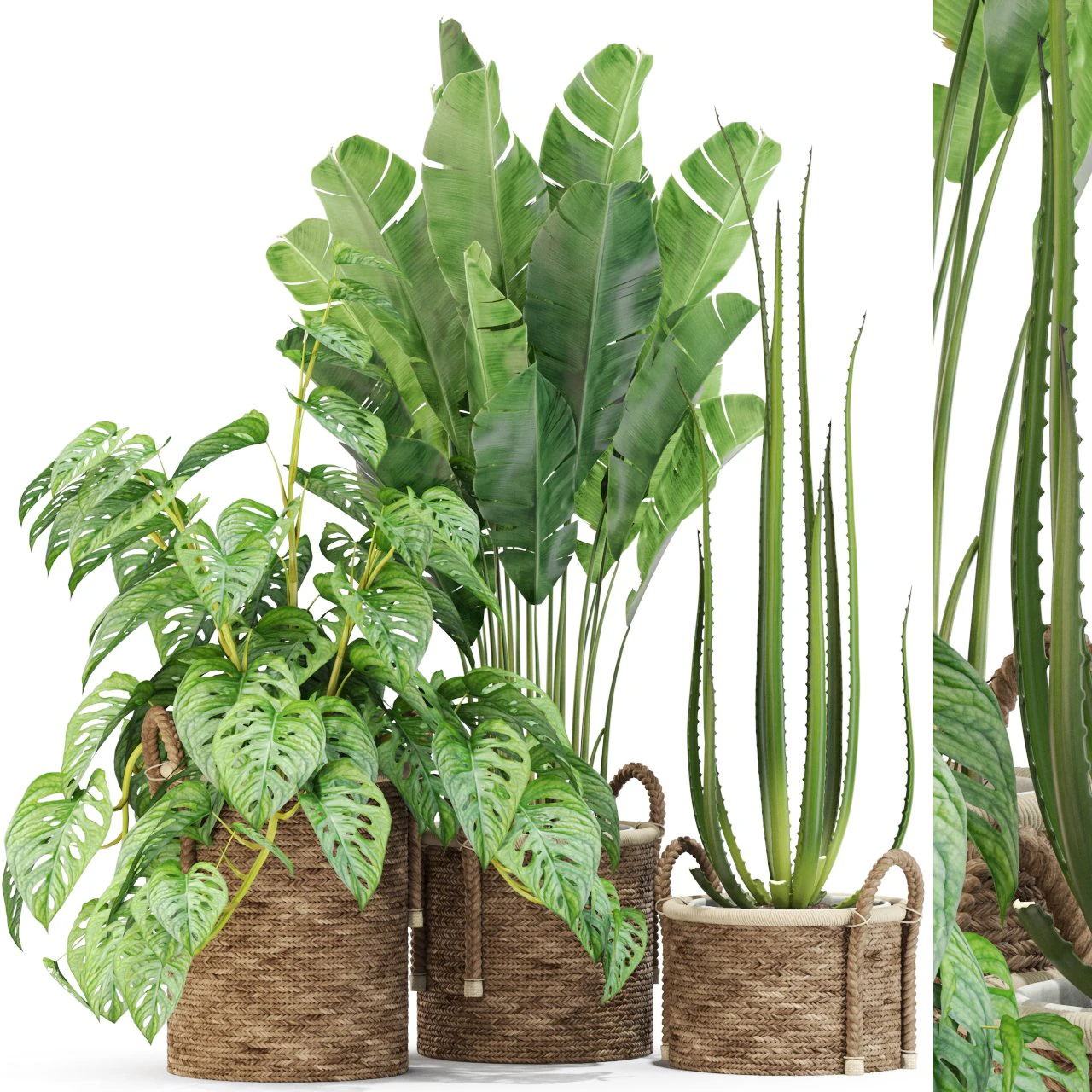 Plants collection 446 3D Model .c4d .max .obj .3ds .fbx .stl .blend 