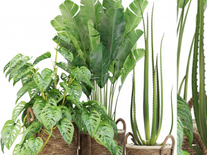 Plants collection 446 3D Model
