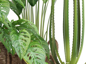 Plants collection 446 3D Model