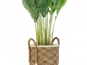 Plants collection 446 Modello 3D