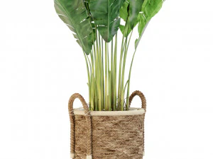 Plants collection 446 3D Model