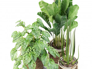 Plants collection 446 Modello 3D