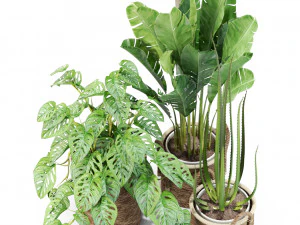 Plants collection 446 3D Model