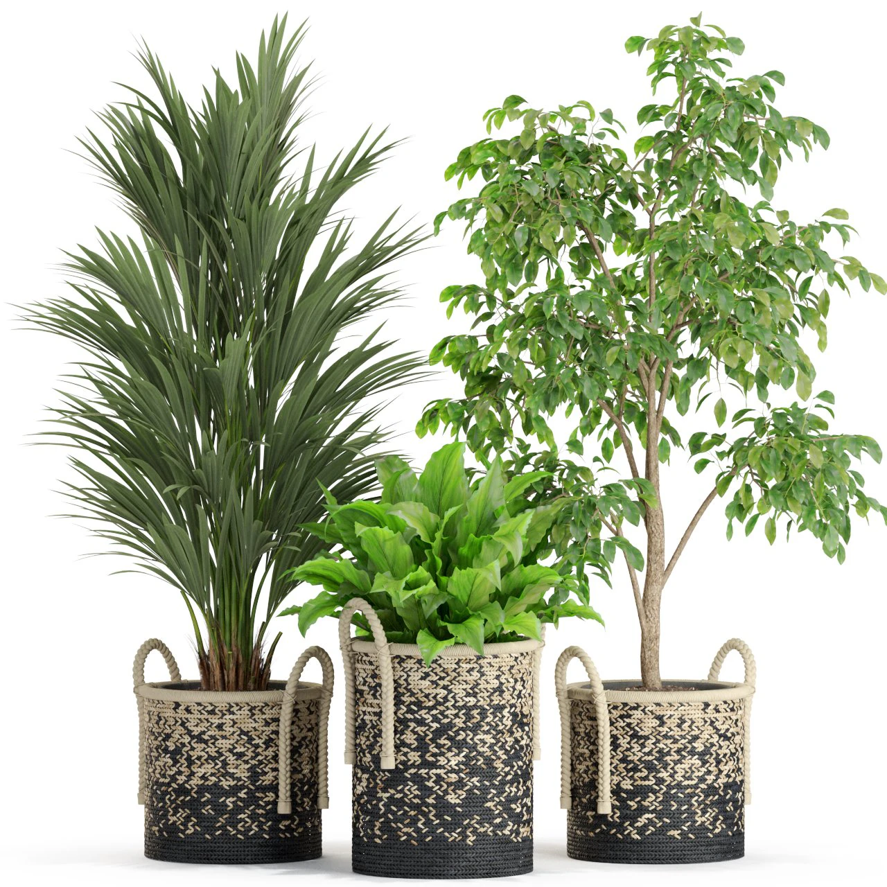 Plants collection 447 3D Model .c4d .max .obj .3ds .fbx .stl .blend 