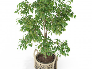 Plants collection 447 3D Модель