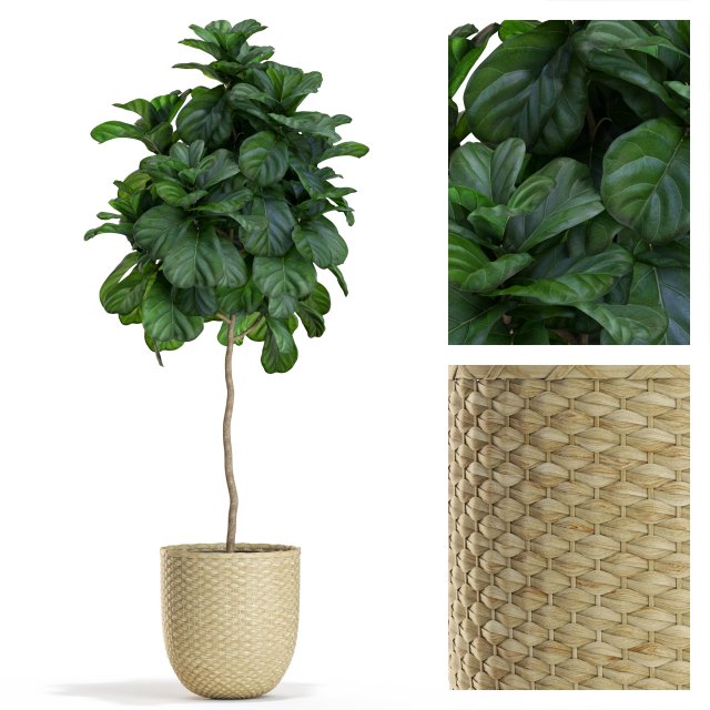 Plants collection 448 3Dモデル .c4d .max .obj .3ds .fbx .stl .blend 